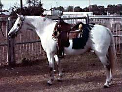 Lithgow Wishnik pausing in Western attire showing his full near-side profile